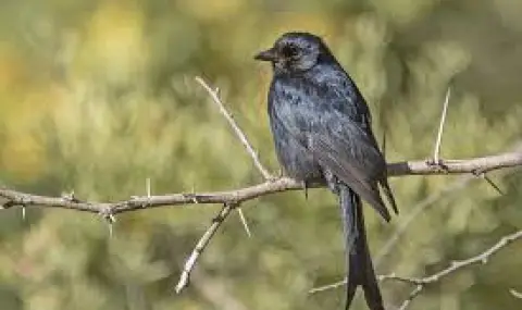 Откриха птица, която лъже безскрупулно другите животни в своя изгода - 1