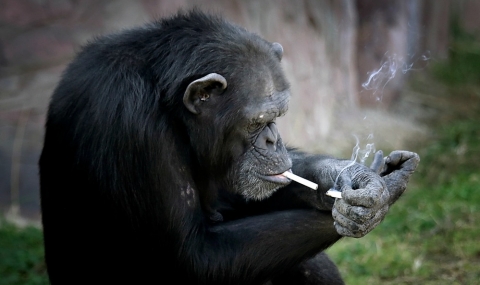 Пушещо шимпанзе в зоопарка в Пхенян (Видео) - 1