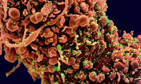 В САЩ са притеснени, че коронавирусът може да бъде използван като биологично оръжие - 1