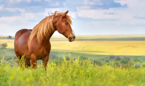 Трогателни кадри: Пуснаха на свобода кон, прекарал целия си живот в конюшня (ВИДЕО) - 1