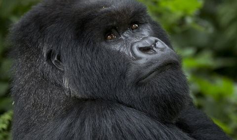 Забелязаха лесбийско поведение между горили - 1