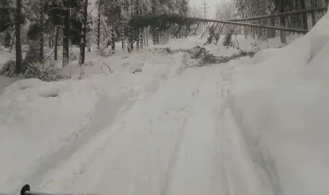 ЕРМ Запад възстановява захранването, паднали дървета и силен вятър предизвикват нови аварии  - 1