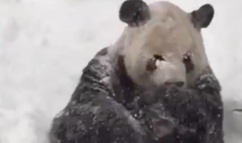 Панда взема снежна баня във Вашингтон (Видео) - 1