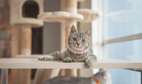 Жена похарчи 4000 долара за мебели на котките си - 1