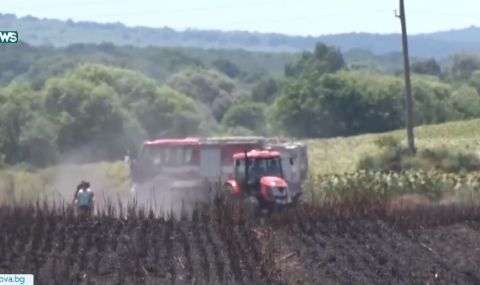 Стотици декари неожъната пшеница изгоряха край Димитровград - 1