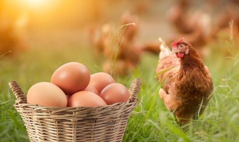 Биолози отговарят на въпроса: Кое е първо - яйцето или кокошката? - 1