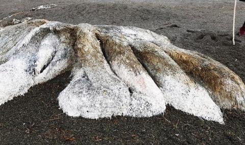 Морето изхвърли космато чудовище с дълга опашка на руския бряг (ВИДЕО+ СНИМКИ) - 1
