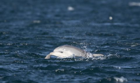 Гърция преброява делфините - 1
