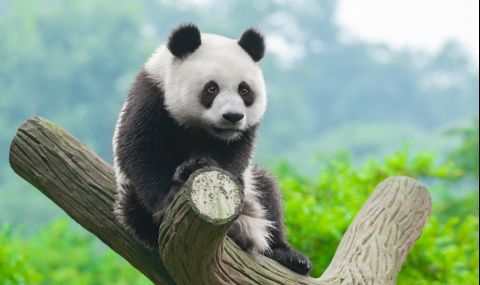 Древен вид панда е живяла на територията на България преди 6 млн години - 1