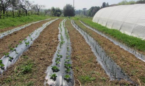 Фонд "Земеделие" преведе близо 90 млн. лева за акциз на земеделците - 1