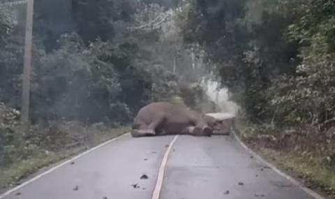Слон заспа насред пътното платно (ВИДЕО) - 1