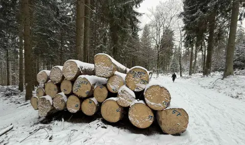 Запасът на горите у нас се е увеличил с 4,5% за последните 5 г.