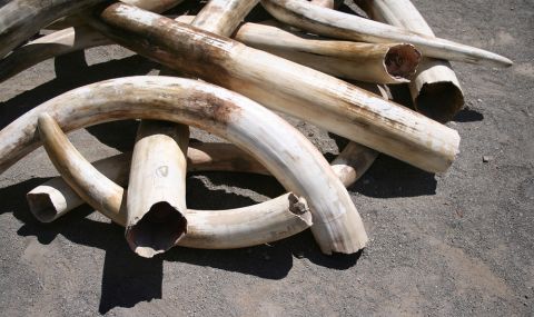 Виетнамските власти иззеха 600 килограма слонова кост, внесени нелегално от Африка  - 1