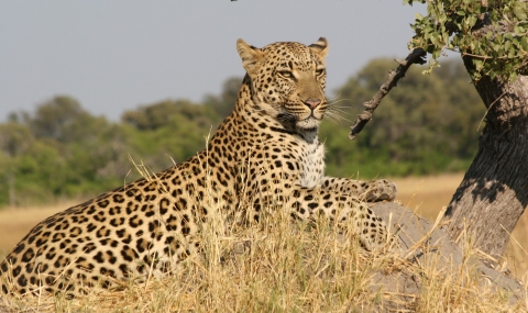 В ОАЕ забраниха леопардите като домашни животни - 1