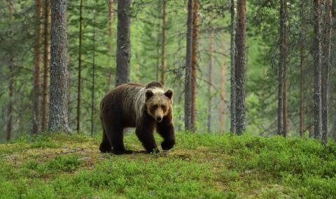 Жители на габровски села се оплакаха от мечки: Кръстосват улиците ни посред бял ден - 1