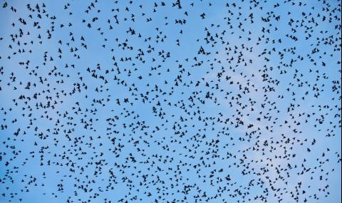 Зловещо нашествие: Хиляди птици окупират небето над градче в Тексас (ВИДЕО) - 1