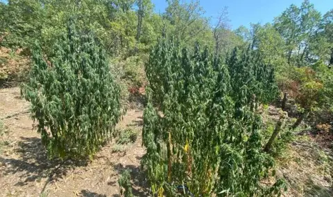 Откриха гора от канабис до Плевен  - 1