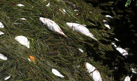 Жега изби 20 тона риба в езеро в Германия - 1