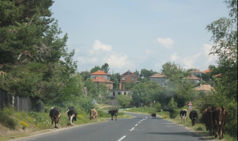 Крави създават опасност по пътя Ардино - Кърджали - 1