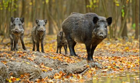Увеличават се случаите на АЧС по дивите свине в Североизточна България - 1