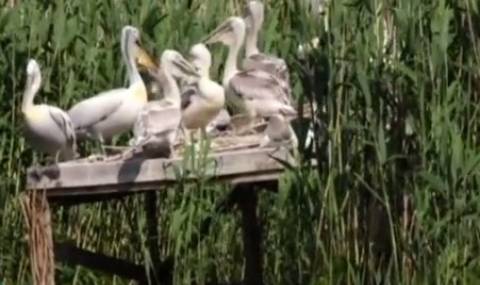 Необичайно! Розови пеликани в "Сребърна" - 1