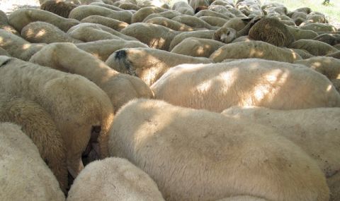 Властите в Сибир дават овце на семействата на мобилизирани резервисти - 1