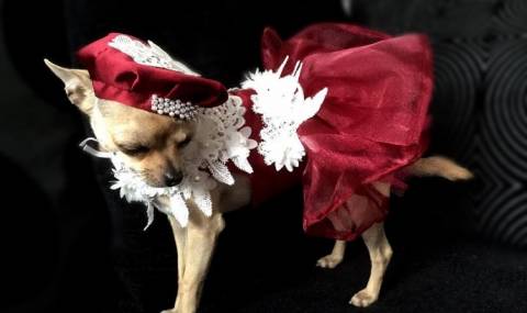 Лили, кучето с рокли за над 10 хил. паунда (СНИМКИ) - 1