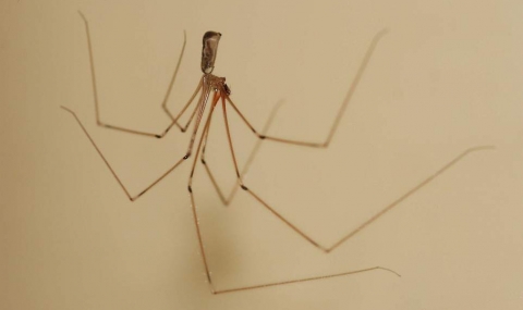 8 естествени начина да защитите дома си от паяци - 1