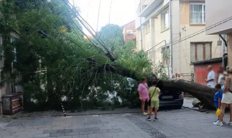 Дърво размаза кола в центъра на Благоевград - 1