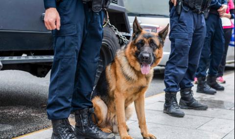 В Китай клонират най-доброто полицейско куче - 1