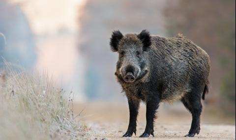 Умрялото край Шабла диво прасе нямало африканска чума - 1