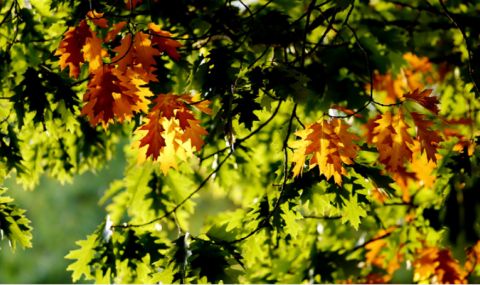 Остава слънчево, температурите се повишават - 1