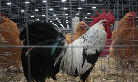 Птичи грип в обект с 40 хиляди кокошки край Хасково - 1