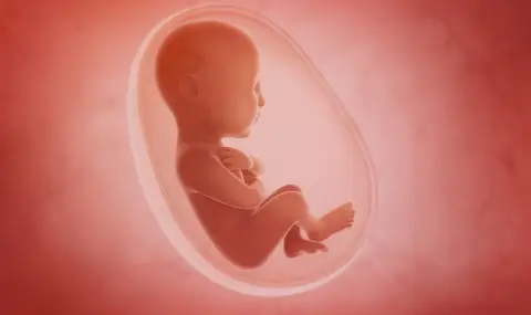 Учени създадоха първия 3D модел на триседмичен ембрион (СНИМКА) - 1