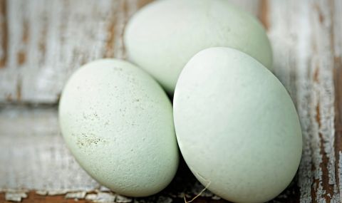 Над 300 хиляди български яйца са конфискувани в Гърция заради липса на маркировка - 1