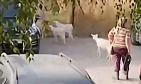 Стадо кози троши коли в столичен квартал (ВИДЕО) - 1