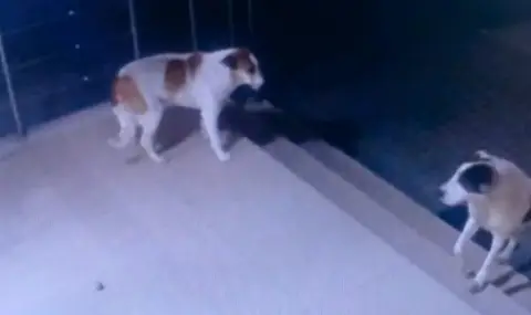 Глутница бездомни кучета напада пешеходци в Пловдив - 1