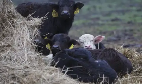 Внасят петиция с искане за забрана на клетките за телета в България  - 1
