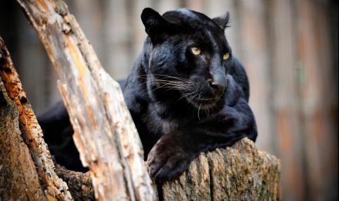Черен леопард в Африка за първи път от 100 години (ВИДЕО+ СНИМКИ) - 1