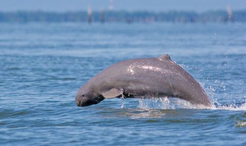 Десетки здрави делфини от защитен вид измират в Камбоджа (СНИМКИ) - 1