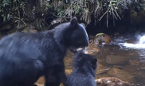 Искаш, не искаш, ще пресечеш (ВИДЕО) - 1