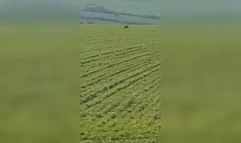 Мале страх: Черната пантера от Шумен възможно да е стигнала вече и до Стара планина - 1