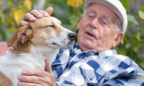 Кучешката деменция прилича на болестта на Алцхаймер при хората - 1