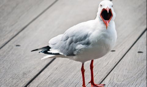Алчна чайка стана жертва на лакомията си (СНИМКИ) - 1