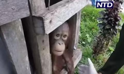 Спасиха орангутанче, живяло в плен 2 г. (ВИДЕО) - 1