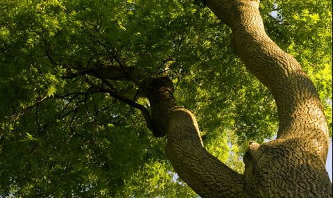 Обявиха за защитено дърво вековен ясен край Извора на Белоногата  - 1