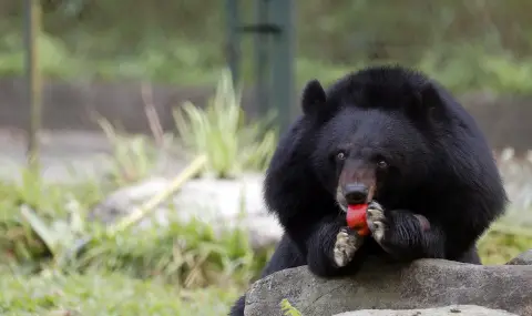 Japan sends army against bears  - 1