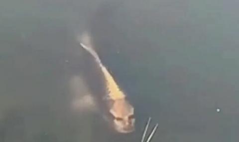 Заснеха на ВИДЕО зловеща риба с &quot;човешко лице&quot; - 1