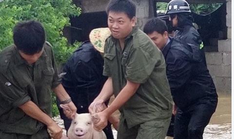Усмихнато прасенце стана китайска знаменитост (ВИДЕО) - 1