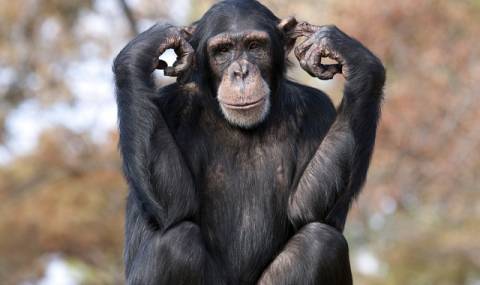 Шимпанзетата предпочитат Моцарт пред Адел - 1